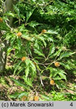 Fagus sylvatica s.str. Aspleniifolia
