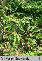 Fagus sylvatica Aspleniifolia