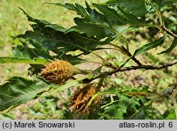 Fagus sylvatica s.str. Aspleniifolia