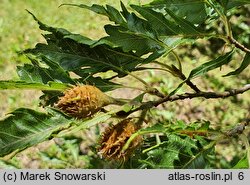 Fagus sylvatica Aspleniifolia