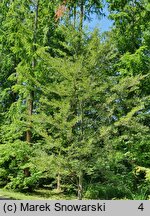 Fagus sylvatica Aspleniifolia