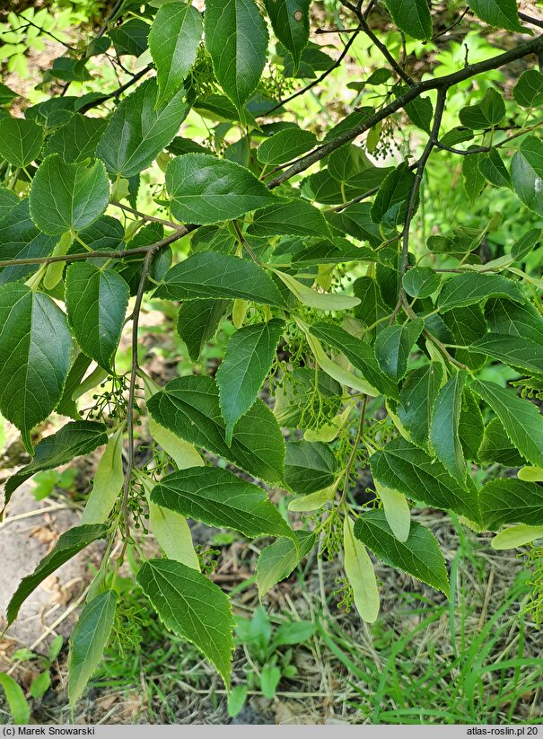 Tilia kiusiana (lipa kiusiu)