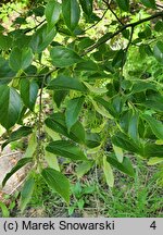 Tilia kiusiana (lipa kiusiu)
