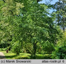 Acer negundo Tadeusz Szymanowski