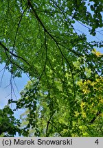 Cercidiphyllum japonicum (grujecznik dalekowschodni)