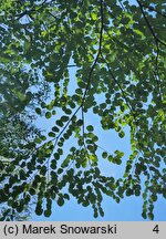 Cercidiphyllum japonicum (grujecznik dalekowschodni)