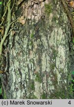 Quercus dentata (dąb zębaty)