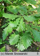 Quercus dentata (dąb zębaty)