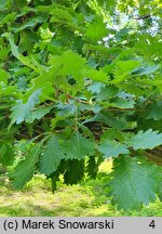 Quercus dentata (dąb zębaty)