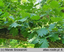 Quercus dentata (dąb zębaty)