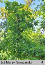 Quercus dentata (dąb zębaty)