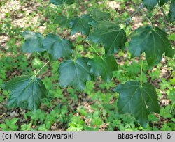 Acer ×zoeschense (klon pośredni)