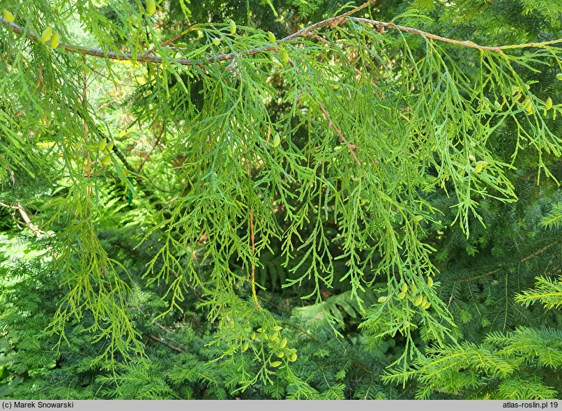 Thuja occidentalis Filiformis