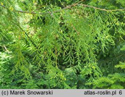 Thuja occidentalis Filiformis