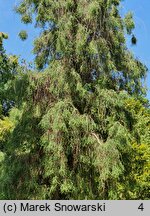 Thuja occidentalis Filiformis