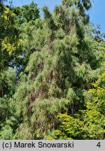 Thuja occidentalis Filiformis