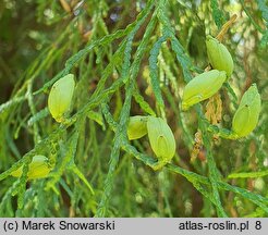 Thuja occidentalis Filiformis