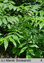 Carya illinoinensis (orzesznik pekanowy)