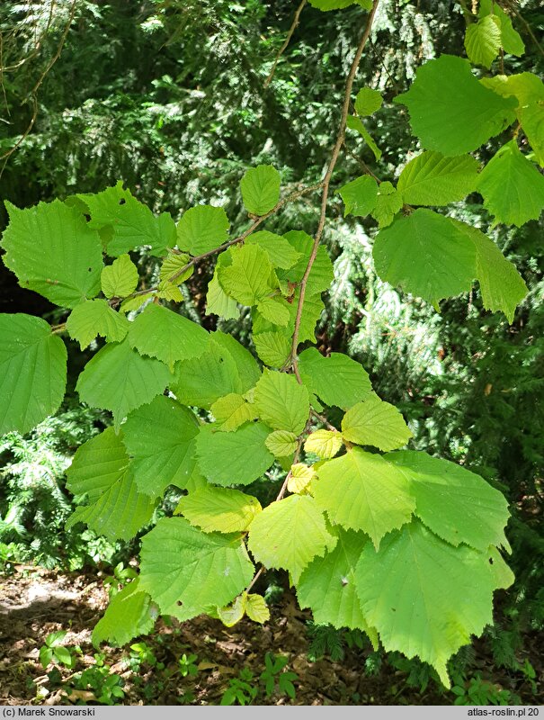 Corylus avellana Aurea