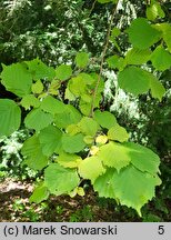 Corylus avellana Aurea