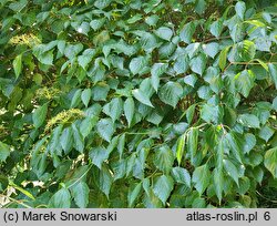 Viburnum betulifolium (kalina brzozolistna)