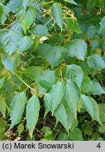 Viburnum betulifolium (kalina brzozolistna)