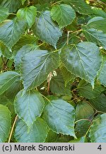 Viburnum betulifolium (kalina brzozolistna)