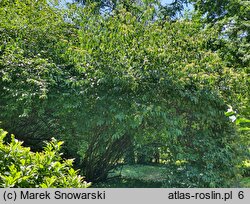 Viburnum betulifolium (kalina brzozolistna)