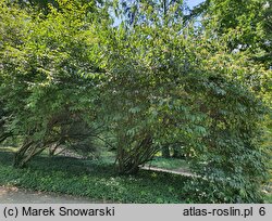 Viburnum betulifolium (kalina brzozolistna)