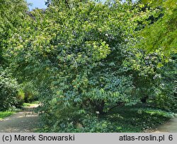 Viburnum betulifolium (kalina brzozolistna)