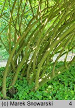 Viburnum betulifolium (kalina brzozolistna)