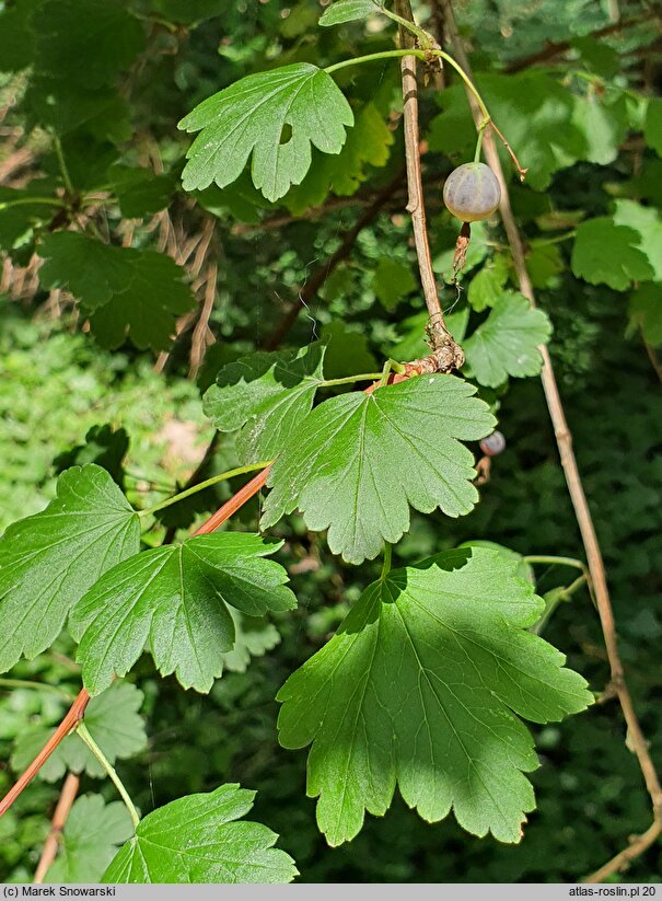 Ribes niveum