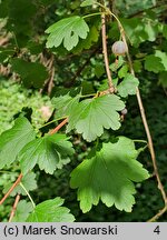 Ribes rubrum (porzeczka zwyczajna)