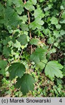 Ribes rubrum (porzeczka zwyczajna)