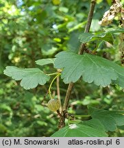 Ribes rubrum (porzeczka zwyczajna)