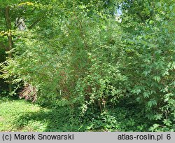 Ribes niveum