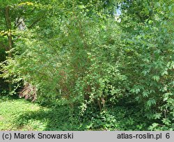 Ribes rubrum (porzeczka zwyczajna)