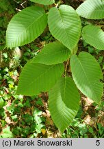 Carpinus cordata (grab sercowaty)