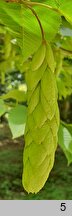 Carpinus cordata (grab sercowaty)