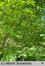 Carpinus cordata (grab sercowaty)