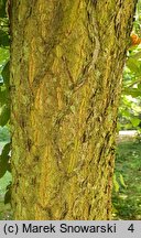 Carpinus cordata (grab sercowaty)