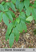 Carpinus japonica (grab japoński)