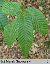 Carpinus japonica (grab japoński)