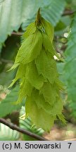 Carpinus japonica (grab japoński)