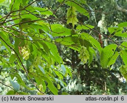 Carpinus japonica (grab japoński)