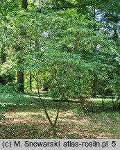 Carpinus japonica (grab japoński)