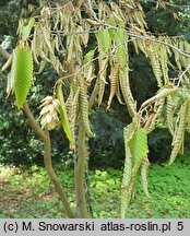 Carpinus japonica (grab japoński)