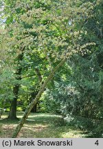 Carpinus japonica (grab japoński)