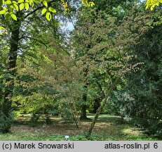 Carpinus japonica (grab japoński)