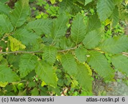 Carpinus orientalis (grab wschodni)